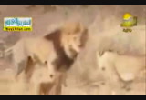 مخ الحيوان 5( 16/12/2014) الحيوان يعطى 