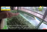 السمكة الطبية (21/6/2016) سنريهم آياننا