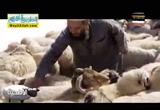 احكام الاضحية ( 27/8/2017 )