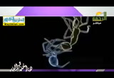 ابنائى الشباب اين انتم 2 ( 22/2/2018 ) مع الاسرة المسلمة