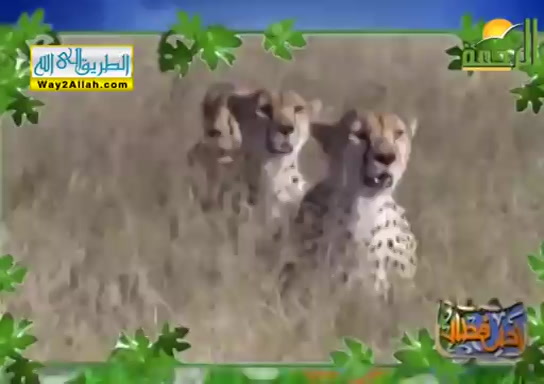 الرزاق ( 9/5/2019 ) احلى فطار