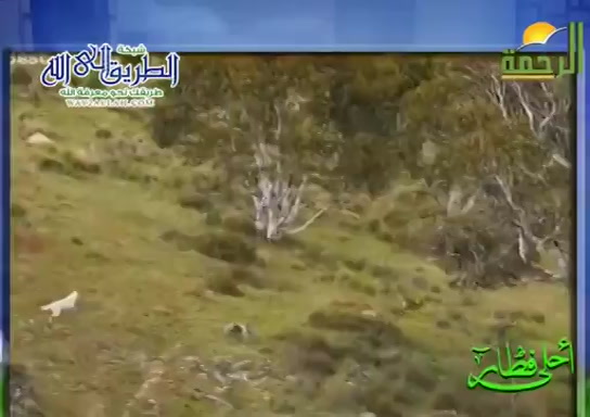 كلاب الدينغو ( 18/5/2020 ) احلى فطار