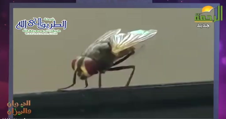 الذباب ( 9/3/2025 ) الحيوان و الميزان - سامح عرابي