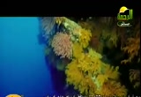 جمال الله في خلقه (22/9/2011) هذا خلق الله