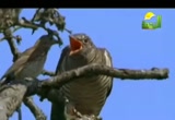 نبينا أحب الناس إلينا (24/9/2012) صحيح البخاري