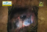 معجزة هرمون النمو 5( 4/8/2013) أفلا يتدبرون القرآن