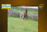 عطاء الخيل ( 5/7/2014 ) الحيوان يعطى